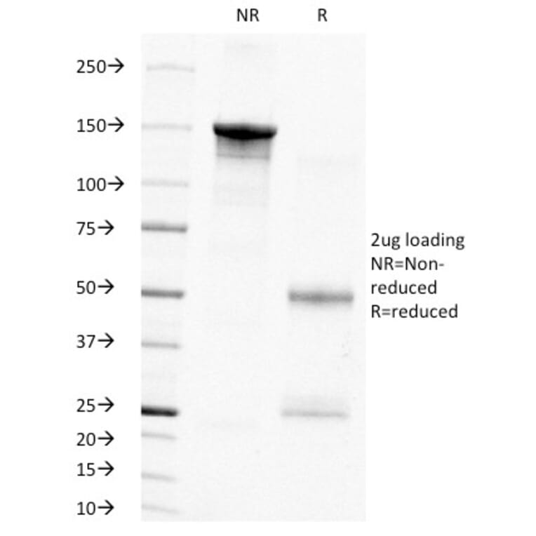 SDS-PAGE - Anti-PCNA Antibody [PC10] - BSA and Azide free (A252758) - Antibodies.com