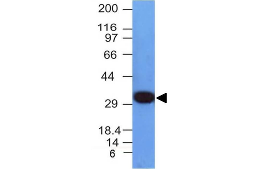 Western Blot - Anti-PCNA Antibody [PCNA/694] - BSA and Azide free (A252760) - Antibodies.com