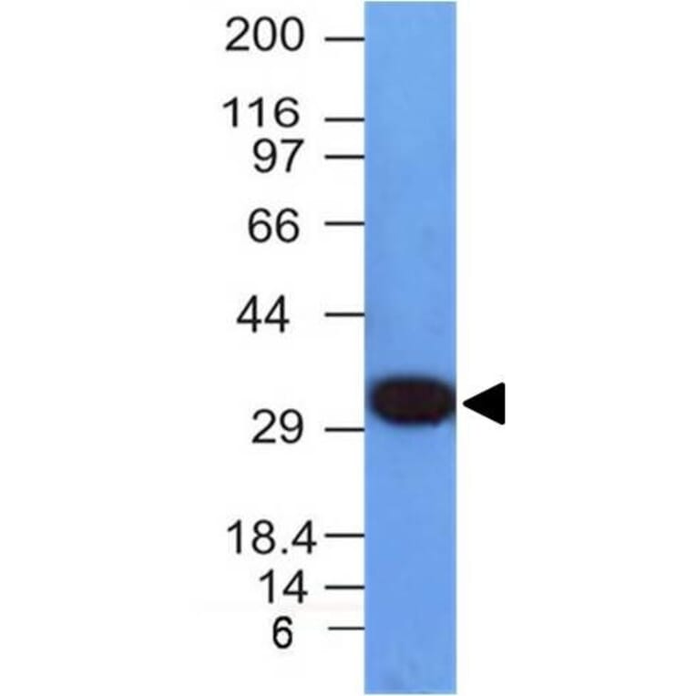 Western Blot - Anti-PCNA Antibody [PCNA/694] - BSA and Azide free (A252760) - Antibodies.com