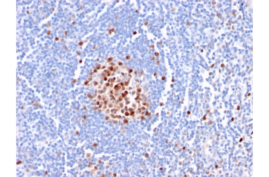 Immunohistochemistry - Anti-PCNA Antibody [PC5] - BSA and Azide free (A252761) - Antibodies.com