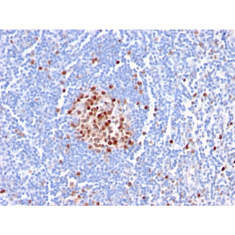 Immunohistochemistry - Anti-PCNA Antibody [PC5] - BSA and Azide free (A252761) - Antibodies.com