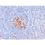 Immunohistochemistry - Anti-PCNA Antibody [PC5] - BSA and Azide free (A252761) - Antibodies.com