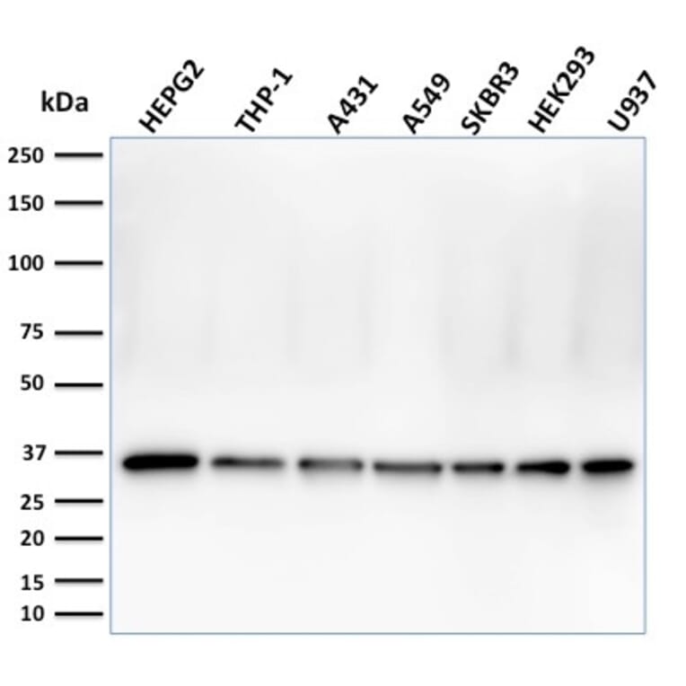 Western Blot - Anti-PCNA Antibody [PC5] - BSA and Azide free (A252761) - Antibodies.com