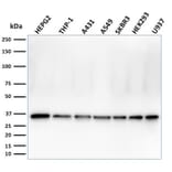 Western Blot - Anti-PCNA Antibody [PC5] - BSA and Azide free (A252761) - Antibodies.com