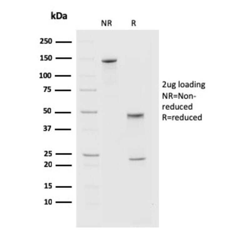 SDS-PAGE - Anti-PD1 Antibody [PDCD1/2720] - BSA and Azide free (A252764) - Antibodies.com