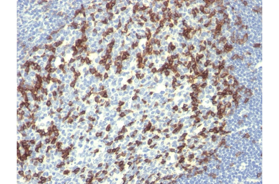 Immunohistochemistry - Anti-PD1 Antibody [PDCD1/922] - BSA and Azide free (A252764) - Antibodies.com