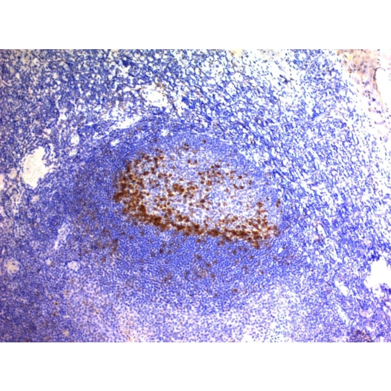 Immunohistochemistry - Anti-PD1 Antibody [SPM597] - BSA and Azide free (A252765) - Antibodies.com