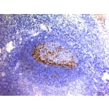 Immunohistochemistry - Anti-PD1 Antibody [SPM597] - BSA and Azide free (A252765) - Antibodies.com