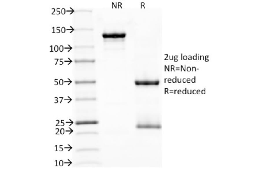 SDS-PAGE - Anti-PD1 Antibody [NAT105] - BSA and Azide free (A252767) - Antibodies.com