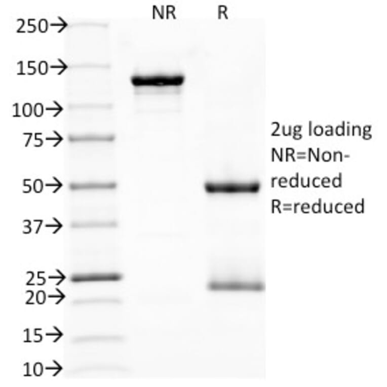 SDS-PAGE - Anti-PD1 Antibody [NAT105] - BSA and Azide free (A252767) - Antibodies.com