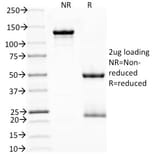 SDS-PAGE - Anti-PD1 Antibody [NAT105] - BSA and Azide free (A252767) - Antibodies.com