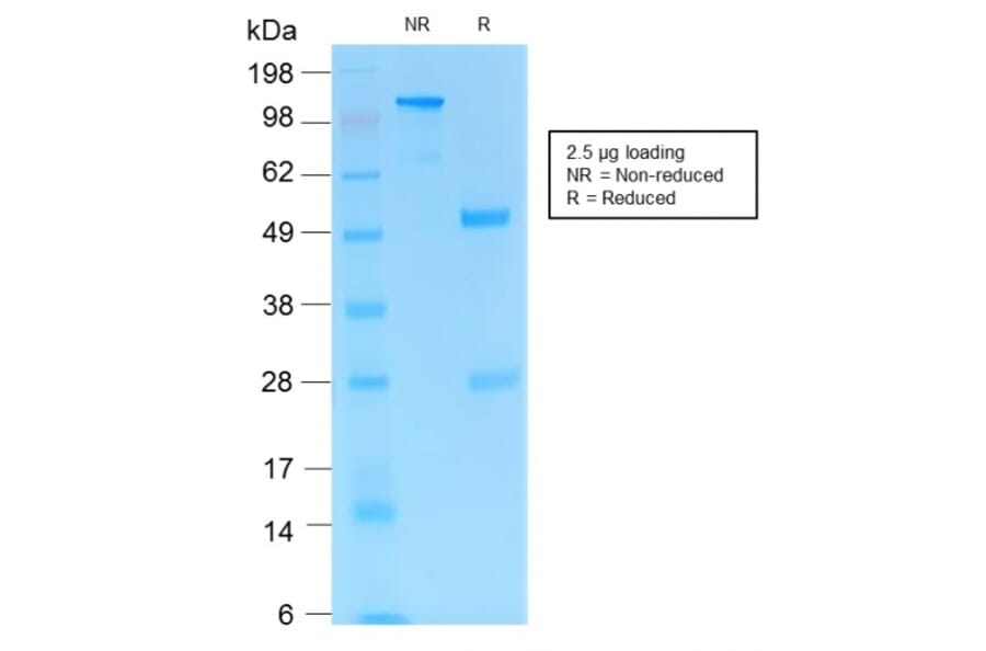 SDS-PAGE - Anti-PD1 Antibody [PDCD1/1410R] - BSA and Azide free (A252768) - Antibodies.com