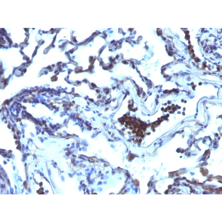Immunohistochemistry - Anti-TDP2 Antibody [TDP2/1258] - BSA and Azide free (A252771) - Antibodies.com