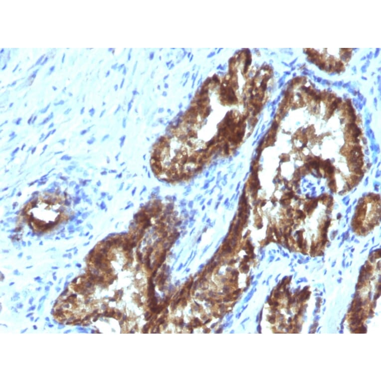 Immunohistochemistry - Anti-TDP2 Antibody [TDP2/1258] - BSA and Azide free (A252771) - Antibodies.com