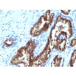 Immunohistochemistry - Anti-TDP2 Antibody [TDP2/1258] - BSA and Azide free (A252771) - Antibodies.com