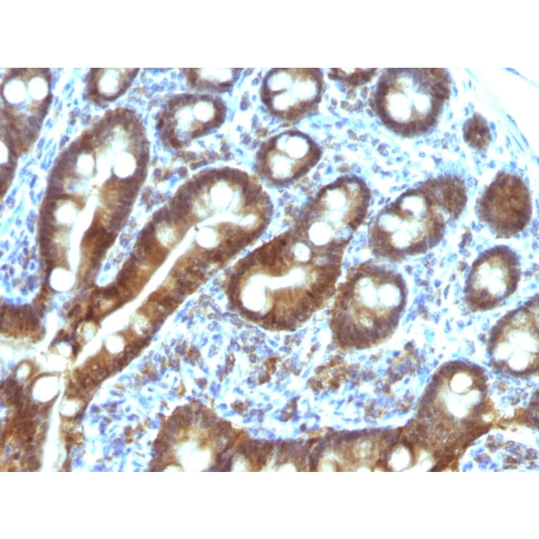 Immunohistochemistry - Anti-TDP2 Antibody [TDP2/1258] - BSA and Azide free (A252771) - Antibodies.com