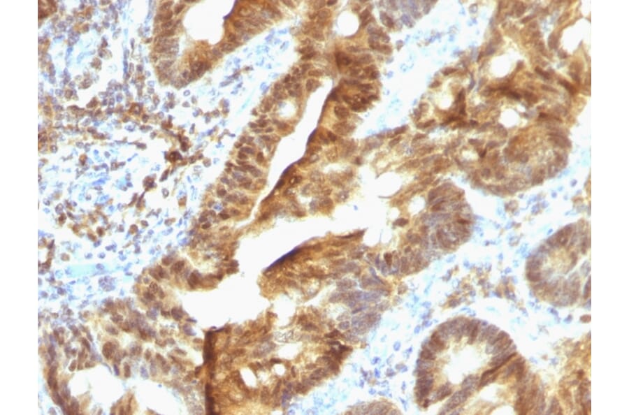 Immunohistochemistry - Anti-TDP2 Antibody [TDP2/1258] - BSA and Azide free (A252770) - Antibodies.com