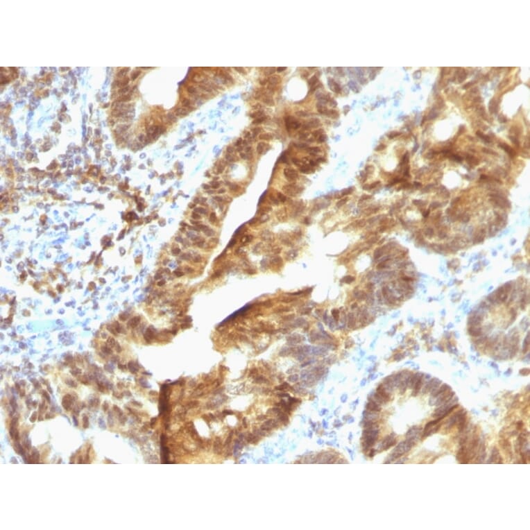 Immunohistochemistry - Anti-TDP2 Antibody [TDP2/1258] - BSA and Azide free (A252770) - Antibodies.com