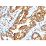 Immunohistochemistry - Anti-TDP2 Antibody [TDP2/1258] - BSA and Azide free (A252770) - Antibodies.com