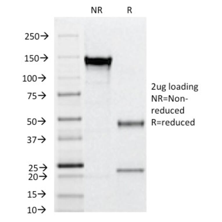 SDS-PAGE - Anti-CD31 Antibody [C31.12] - BSA and Azide free (A252771) - Antibodies.com