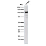 Western Blot - Anti-CD31 Antibody [C31.12] - BSA and Azide free (A252772) - Antibodies.com