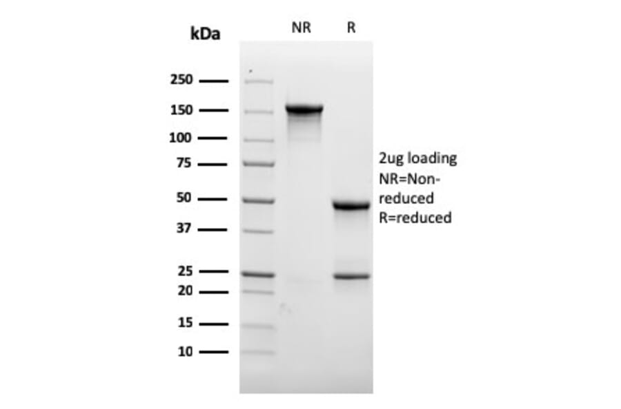 SDS-PAGE - Anti-CD31 Antibody [rC31.3] - BSA and Azide free (A252772) - Antibodies.com
