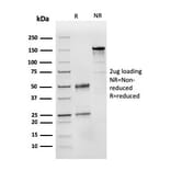 SDS-PAGE - Anti-CD31 Antibody [PECAM1/3525] - BSA and Azide free (A252774) - Antibodies.com