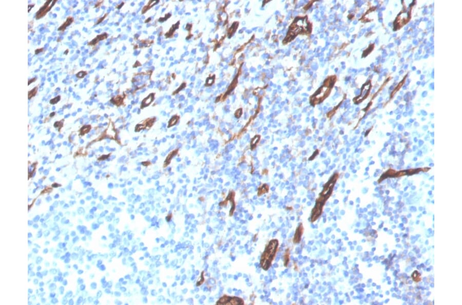 Immunohistochemistry - Anti-CD31 Antibody [PECAM1/3525] - BSA and Azide free (A252774) - Antibodies.com