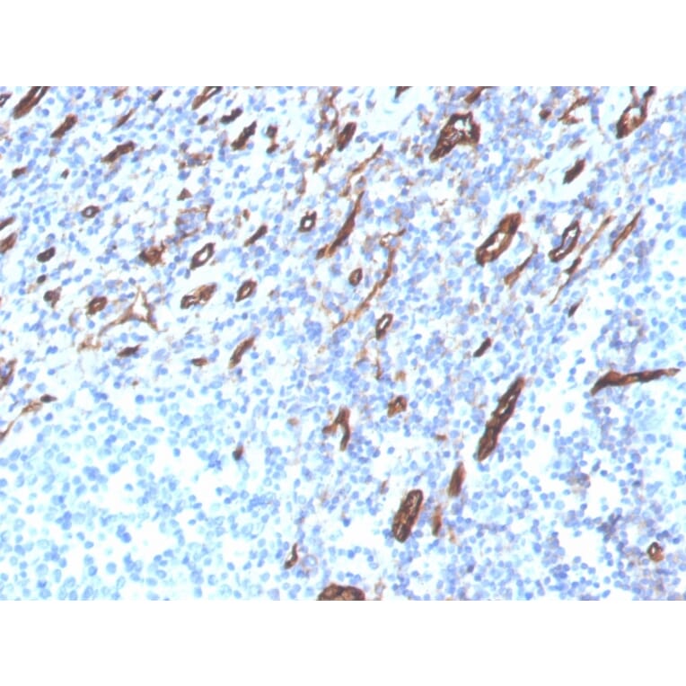 Immunohistochemistry - Anti-CD31 Antibody [PECAM1/3525] - BSA and Azide free (A252774) - Antibodies.com