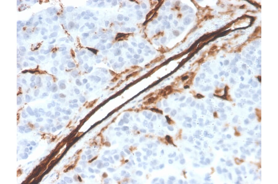 Immunohistochemistry - Anti-CD31 Antibody [PECAM1/3526] - BSA and Azide free (A252775) - Antibodies.com