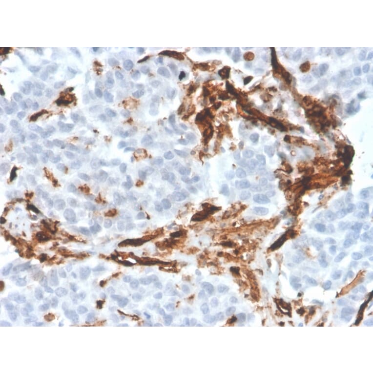 Immunohistochemistry - Anti-CD31 Antibody [PECAM1/3526] - BSA and Azide free (A252775) - Antibodies.com