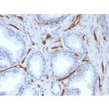 Immunohistochemistry - Anti-CD31 Antibody [PECAM1/3527] - BSA and Azide free (A252776) - Antibodies.com