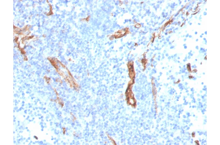 Immunohistochemistry - Anti-CD31 Antibody [PECAM1/3527] - BSA and Azide free (A252776) - Antibodies.com