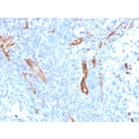 Immunohistochemistry - Anti-CD31 Antibody [PECAM1/3527] - BSA and Azide free (A252776) - Antibodies.com