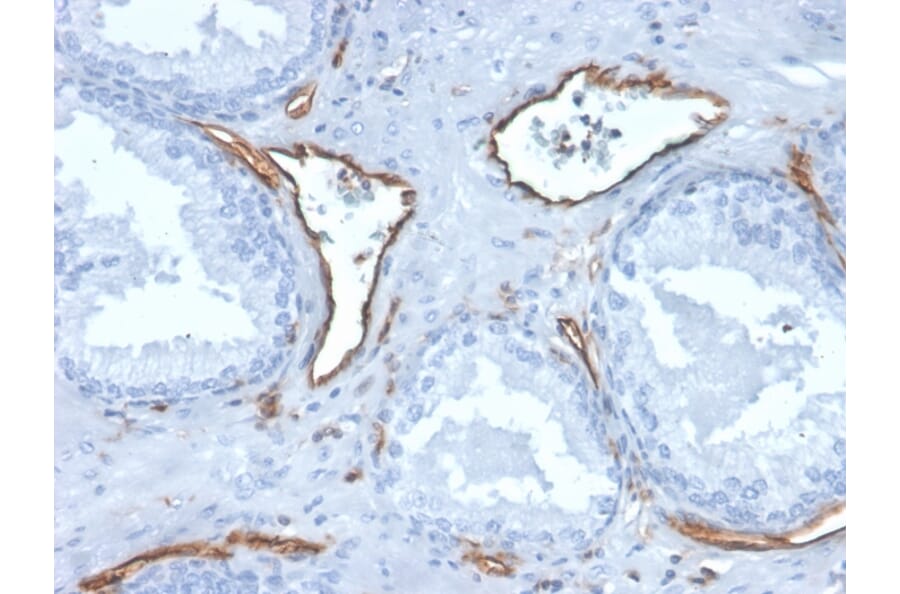 Immunohistochemistry - Anti-CD31 Antibody [PECAM1/3527] - BSA and Azide free (A252776) - Antibodies.com