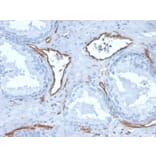 Immunohistochemistry - Anti-CD31 Antibody [PECAM1/3527] - BSA and Azide free (A252776) - Antibodies.com