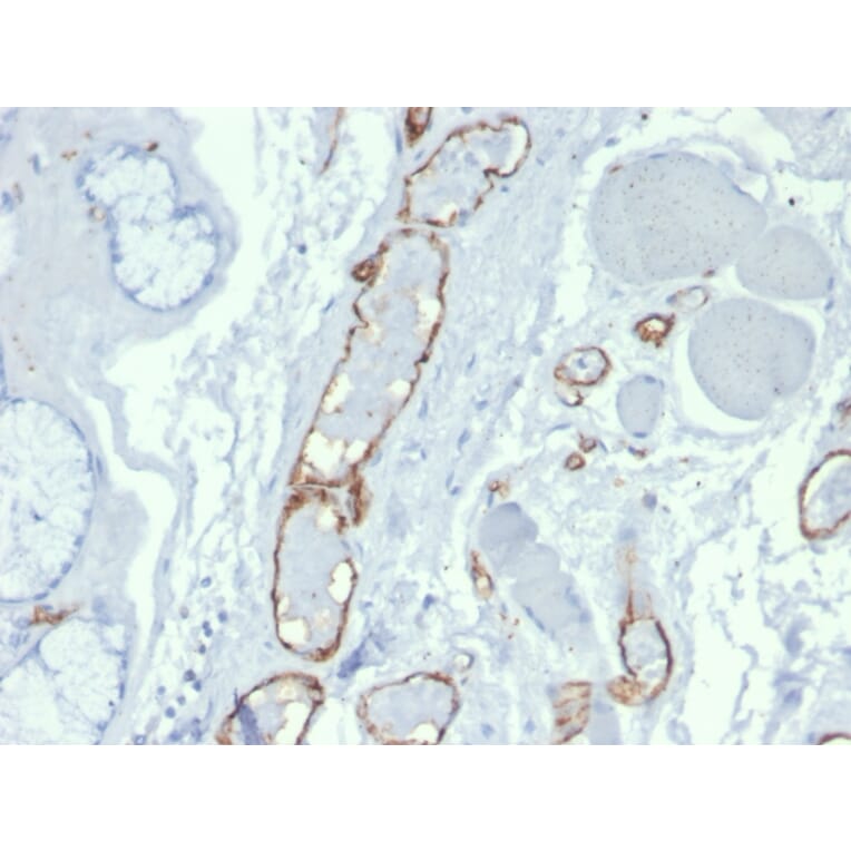 Immunohistochemistry - Anti-CD31 Antibody [PECAM1/3527] - BSA and Azide free (A252776) - Antibodies.com