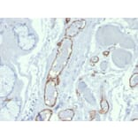 Immunohistochemistry - Anti-CD31 Antibody [PECAM1/3527] - BSA and Azide free (A252776) - Antibodies.com