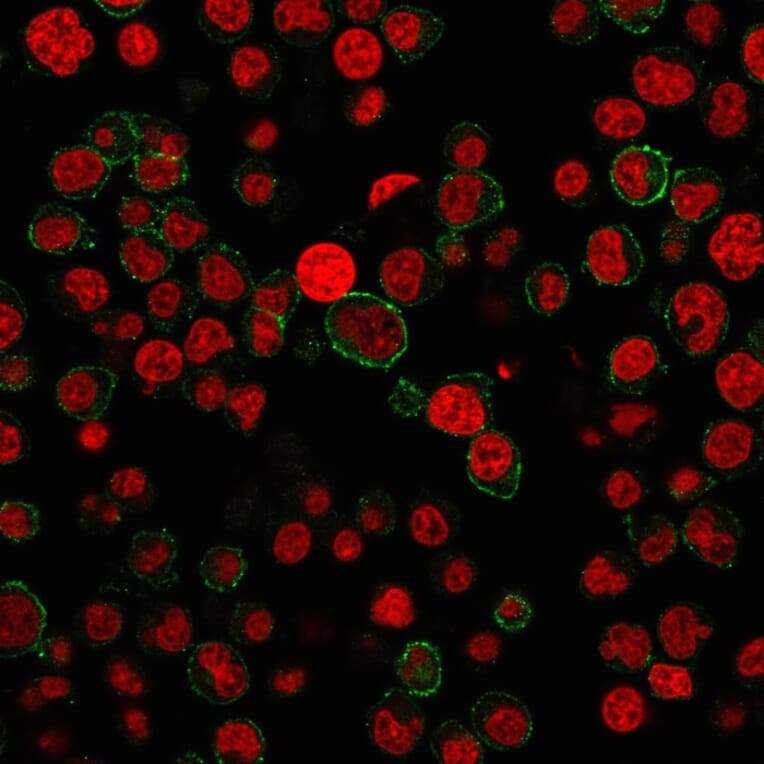 Immunofluorescence - Anti-CD31 Antibody [PECAM1/3527] - BSA and Azide free (A252776) - Antibodies.com