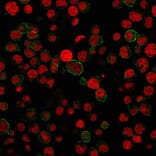 Immunofluorescence - Anti-CD31 Antibody [PECAM1/3527] - BSA and Azide free (A252776) - Antibodies.com