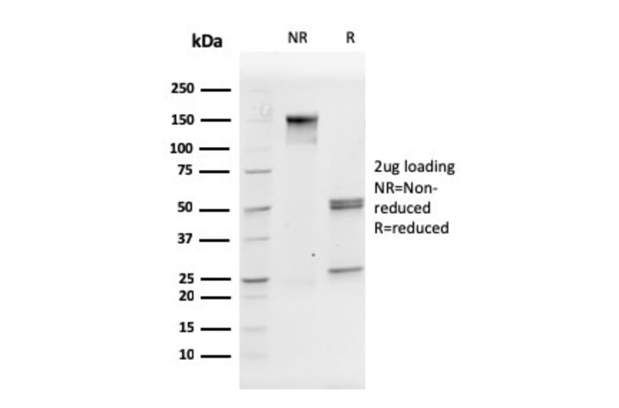 SDS-PAGE - Anti-CD31 Antibody [PECAM1/3527] - BSA and Azide free (A252776) - Antibodies.com