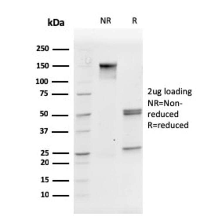 SDS-PAGE - Anti-CD31 Antibody [PECAM1/3527] - BSA and Azide free (A252776) - Antibodies.com