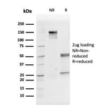 SDS-PAGE - Anti-CD31 Antibody [PECAM1/3527] - BSA and Azide free (A252776) - Antibodies.com