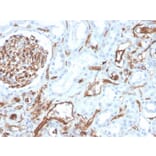Immunohistochemistry - Anti-CD31 Antibody [PECAM1/3528] - BSA and Azide free (A252777) - Antibodies.com