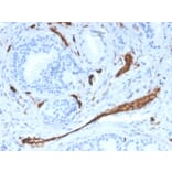 Immunohistochemistry - Anti-CD31 Antibody [PECAM1/3528] - BSA and Azide free (A252777) - Antibodies.com