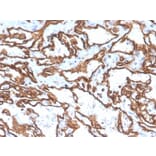 Immunohistochemistry - Anti-CD31 Antibody [PECAM1/3529] - BSA and Azide free (A252778) - Antibodies.com
