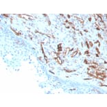 Immunohistochemistry - Anti-CD31 Antibody [PECAM1/3529] - BSA and Azide free (A252778) - Antibodies.com