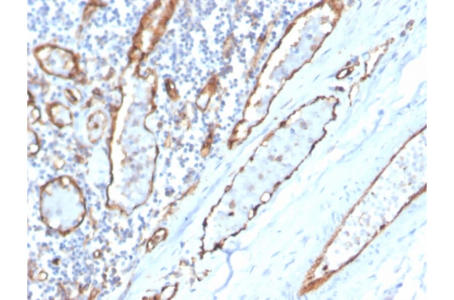 Immunohistochemistry - Anti-CD31 Antibody [PECAM1/3529] - BSA and Azide free (A252778) - Antibodies.com