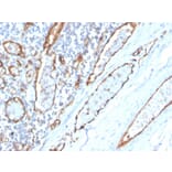 Immunohistochemistry - Anti-CD31 Antibody [PECAM1/3529] - BSA and Azide free (A252778) - Antibodies.com