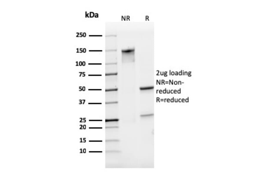 SDS-PAGE - Anti-CD31 Antibody [PECAM1/3529] - BSA and Azide free (A252778) - Antibodies.com